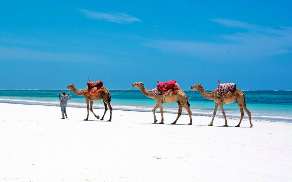 Three saddled camels led along a white sand beach beside turquoise sea