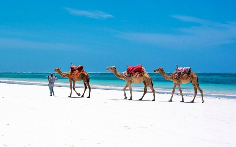 Three saddled camels led along a white sand beach beside turquoise sea