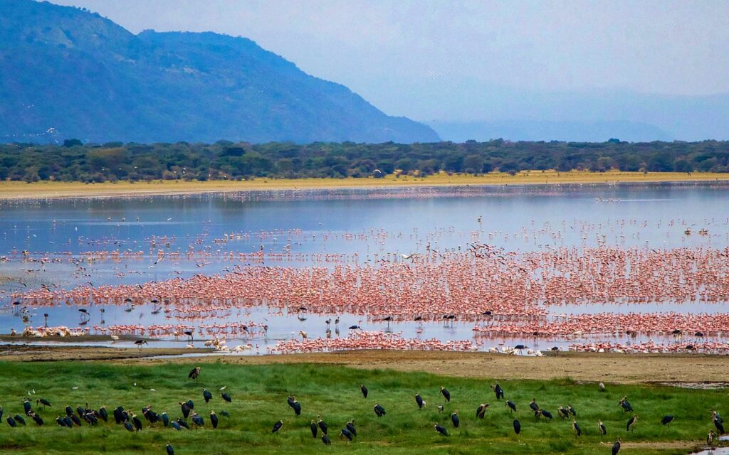 Thousands of pink flamingos feeding in a lake with marabou storks on the grassy shore