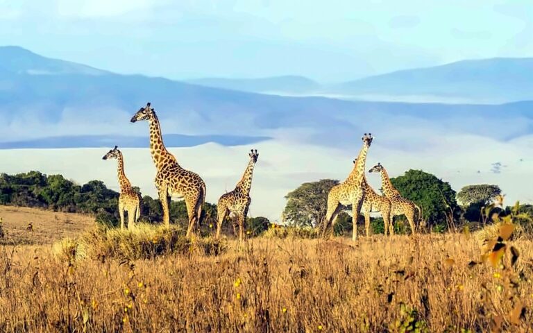 Group of giraffes standing in golden grass with a wide crater plain and mountains behind