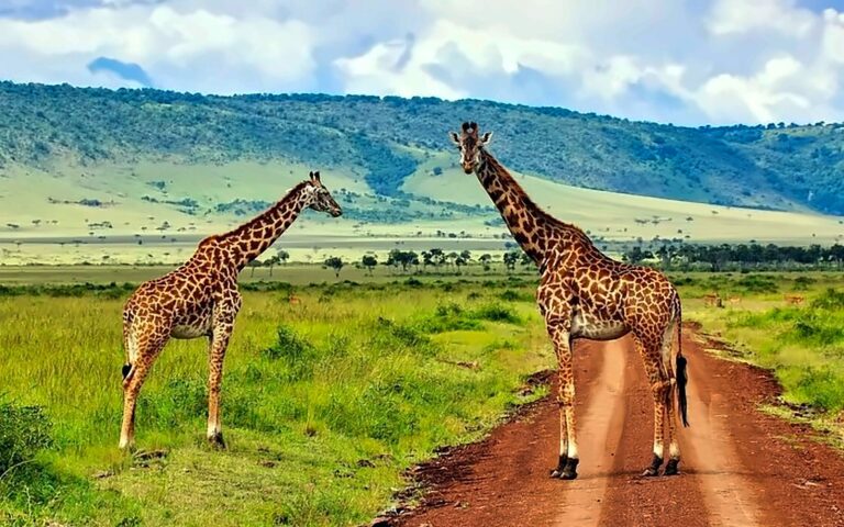 Two giraffes standing on a red dirt safari track in the Masai Mara, Kenya