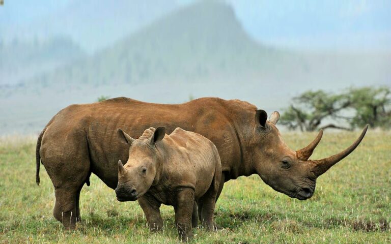 White rhino mother and calf standing together on short grassland