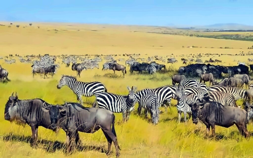 Zebras and wildebeest grazing together on open golden grassland