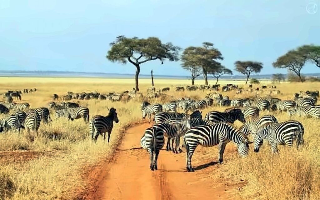 Herd of zebras beside a red dirt track under acacia trees on dry savannah